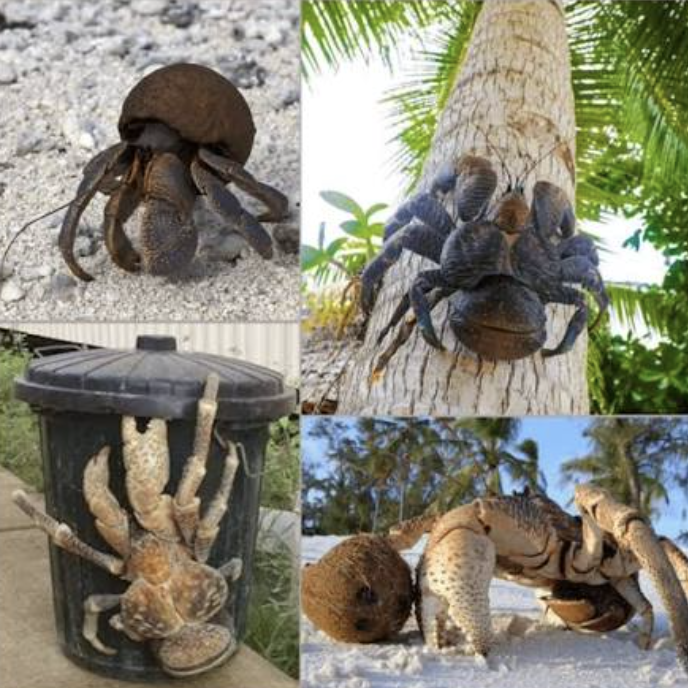 Cangrejo de los cocoteros araña