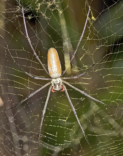 aeda nephila pilipes