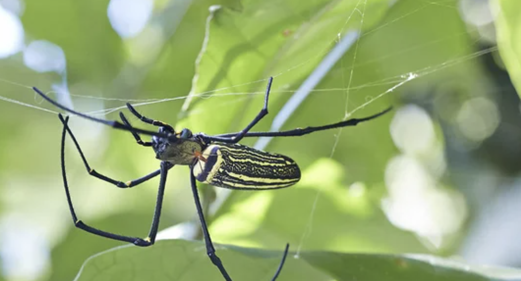 habitat nephila pilipes