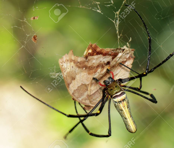 alimentacion araña tejedora gigante