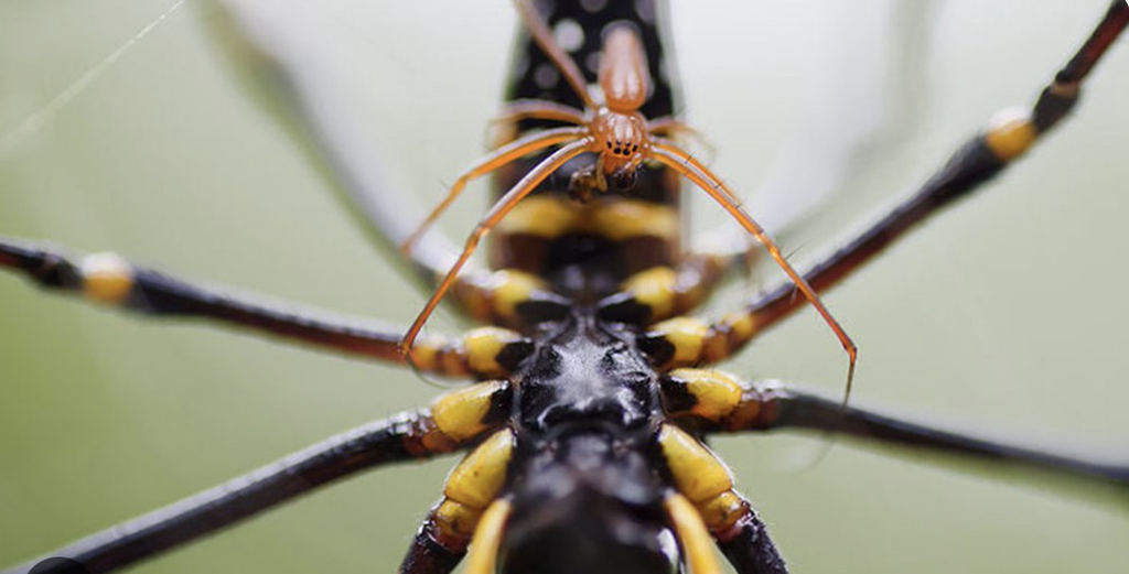 hembra y macho araña nephila pilipes