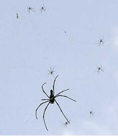 crias nephila pilipes