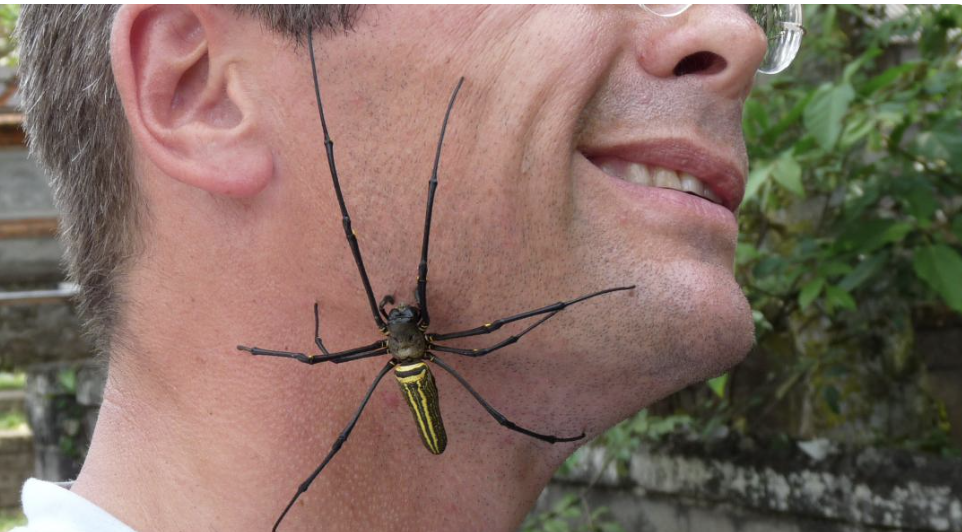 araña gigante