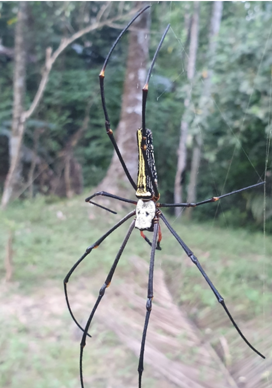 dismorfismo sexual araña
