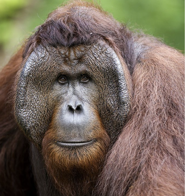 orangutanes borneo