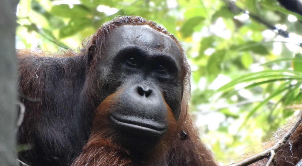 orangutan de borneo