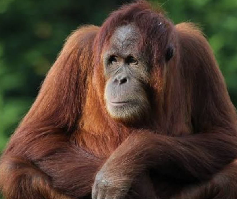 orangutan de sumatra pongo abelii