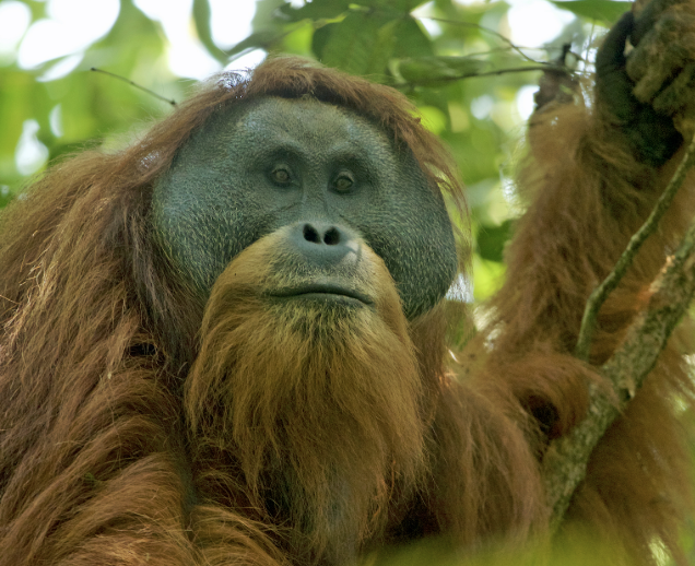 pongo tapanuliensis orangutan tapanuli