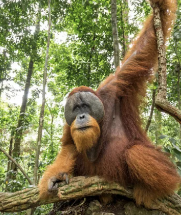 pelaje orangutan