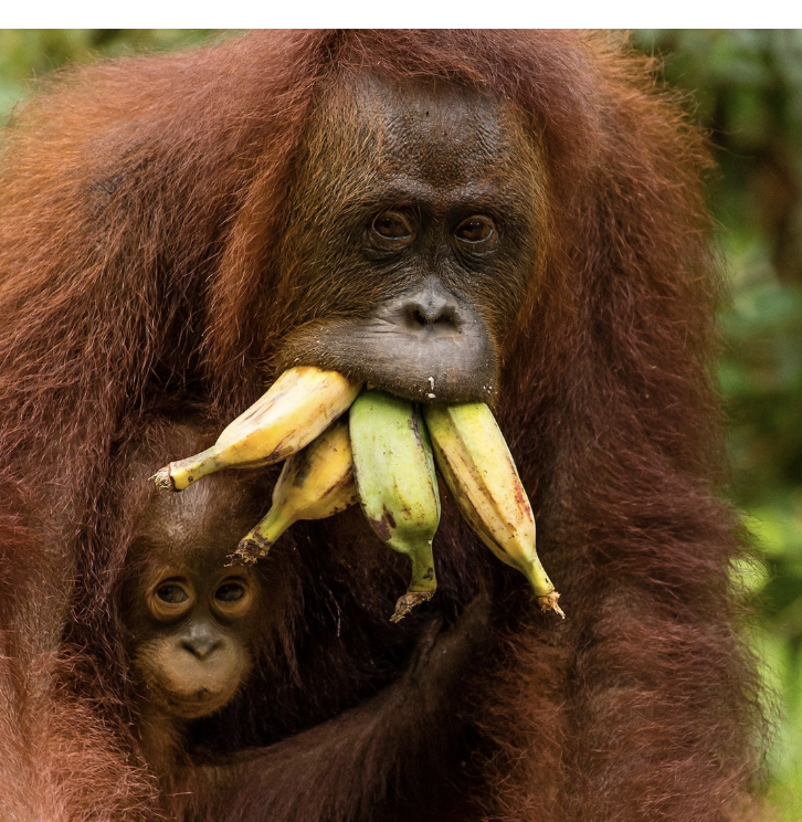 que come un orangutan