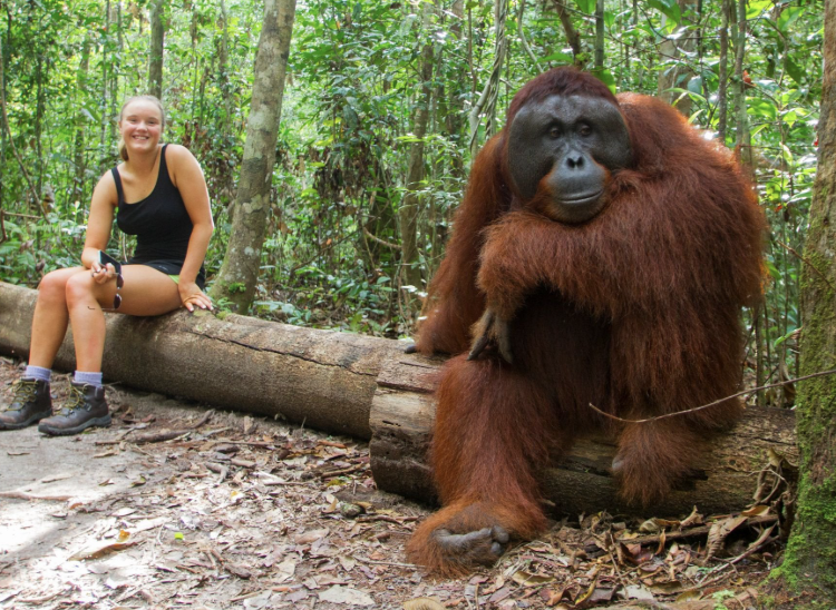 orangutan y humano camparten adn