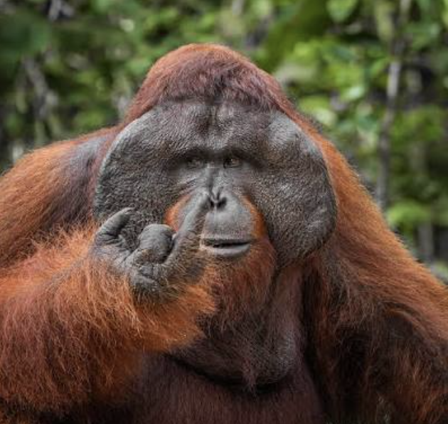 caracteristicas orangutan