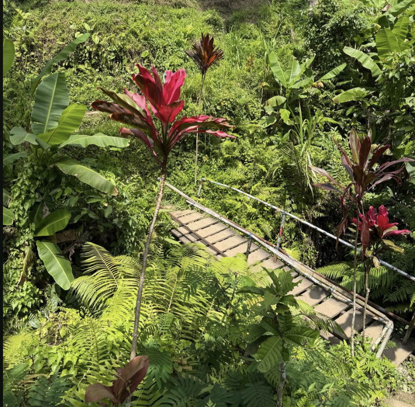 verde bali
