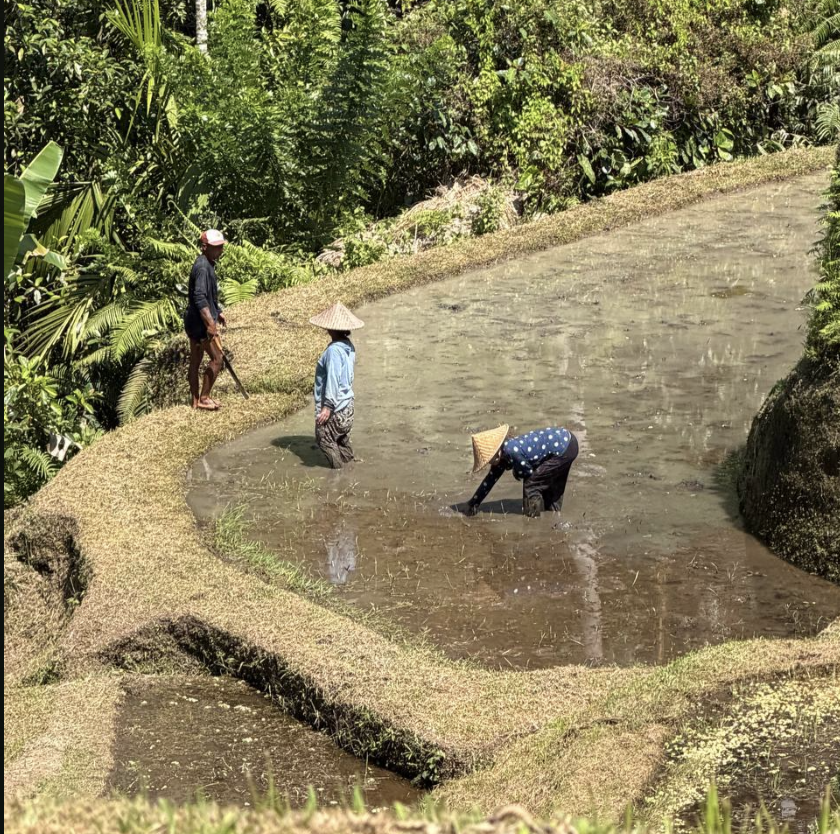 cultivo del arroz bali