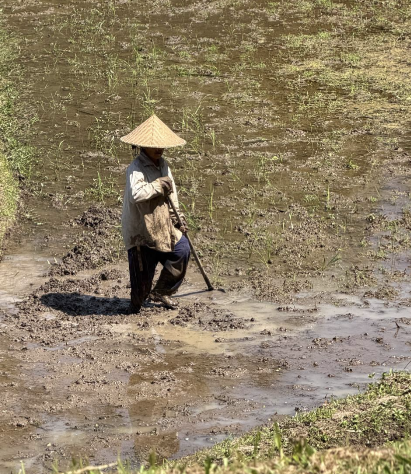 nutrientes del suelo indonesia