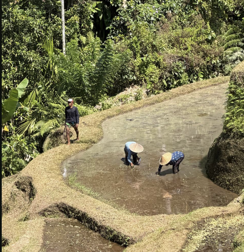 agua terrazas de arroz