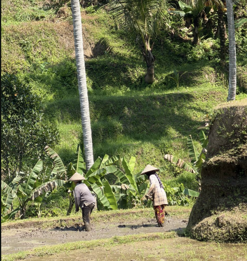 cultivo de arroz en bali