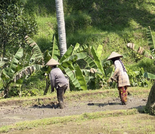cultivo arroz bali 