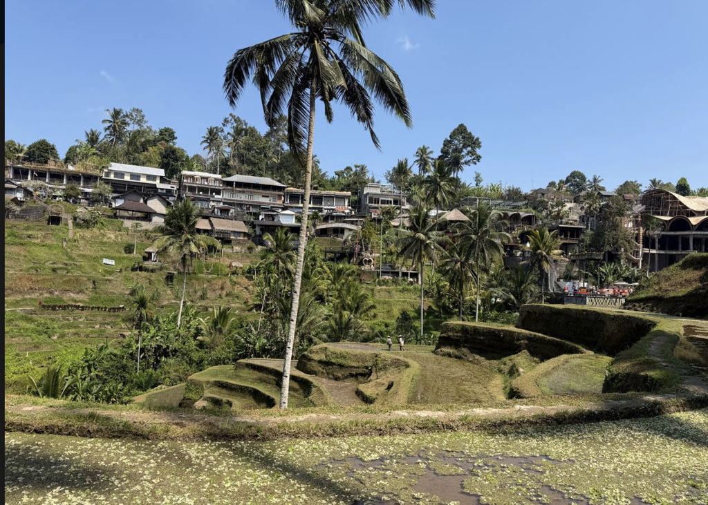 ciclo de arroz en terrazas ubud