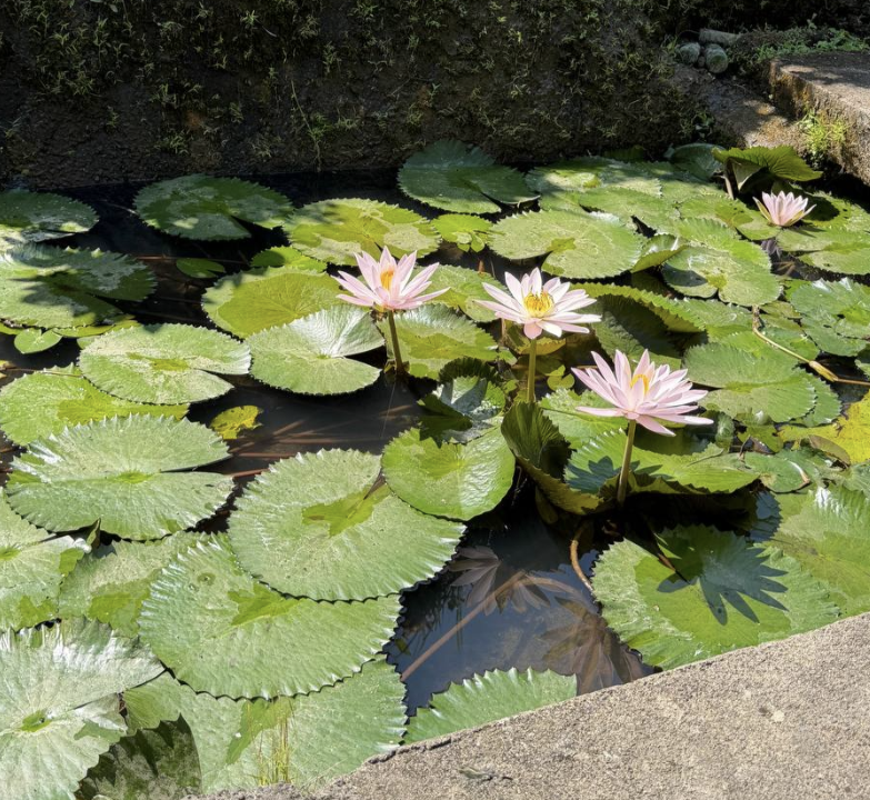 inecto y plantas terrazas de arroz