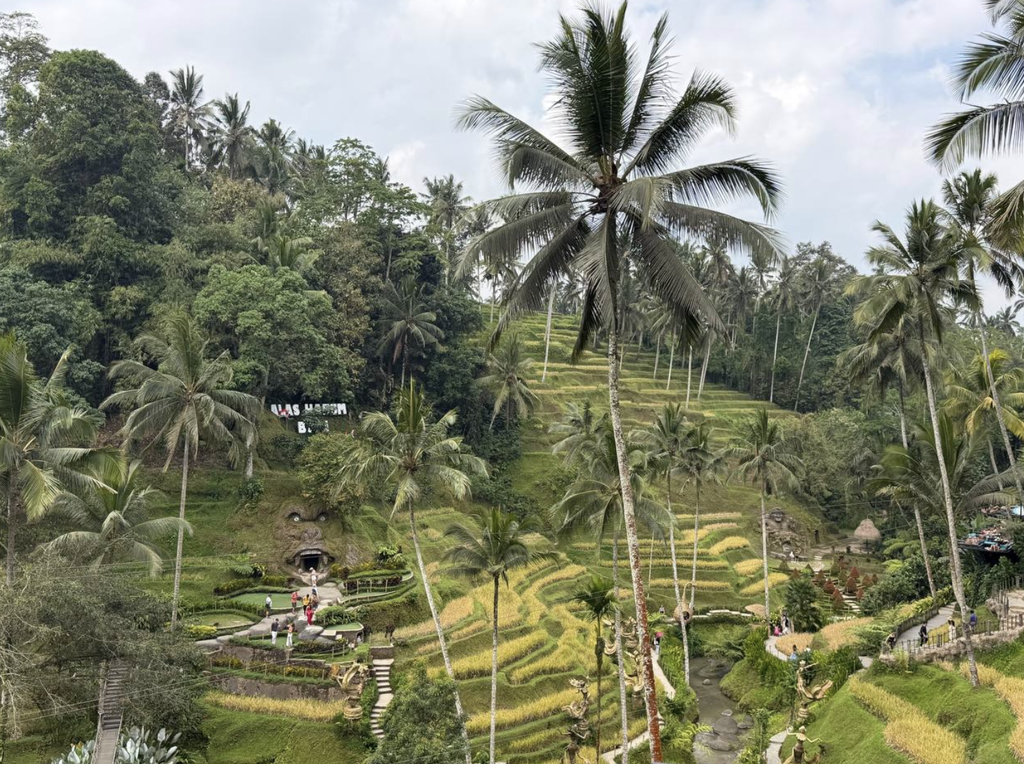 terraza arroz alas harum ubud