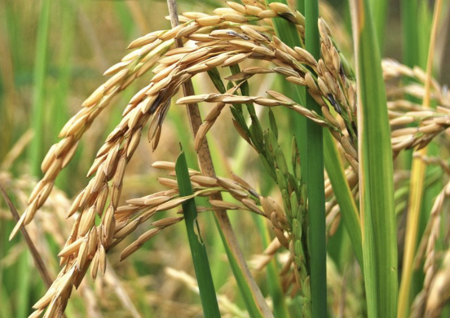 Oryza planta terrazas arroz