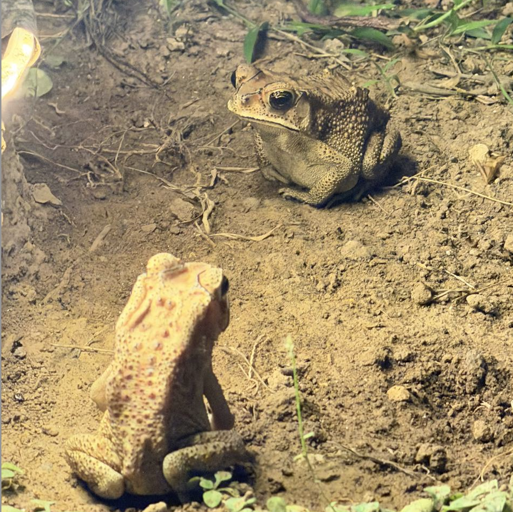 rana terrazas de arroz bali