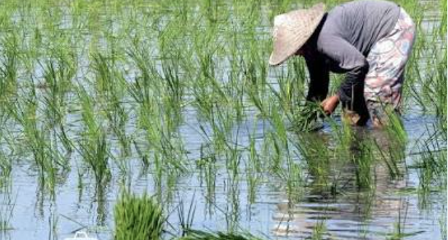 plantas de arroz