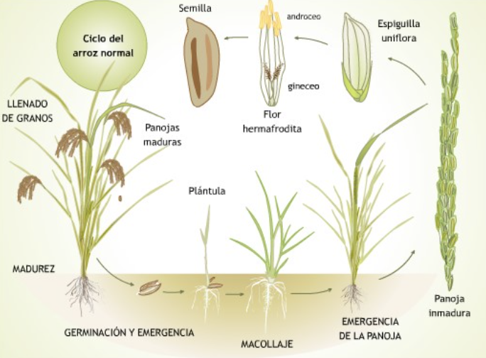 ciclo del arroz