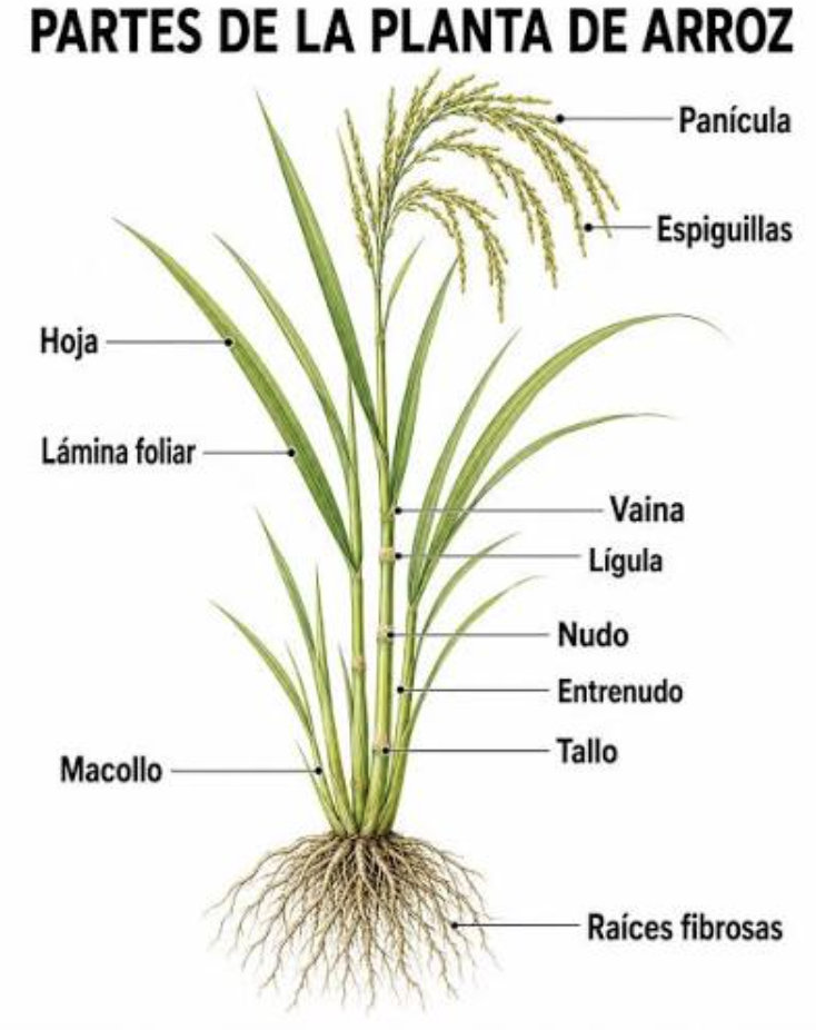 macollo arroz