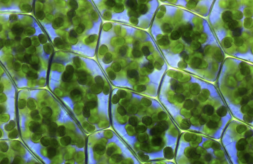 clorifila verde plantas