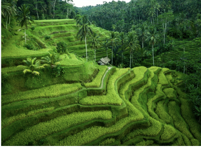terraza de arroz ubud vegetacion