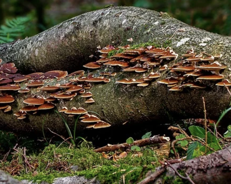 caracteristicas hongos saprofitos