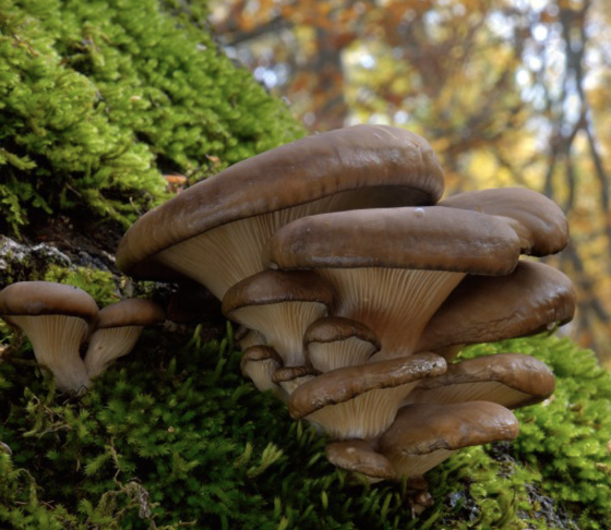 Pleurotus ostreatus
