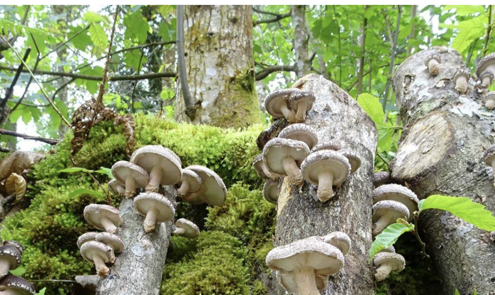Lentinula edodes