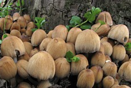 Coprinellus micaceus: