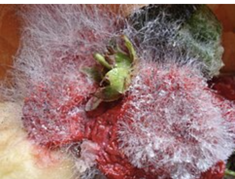 Moho Rhizopus