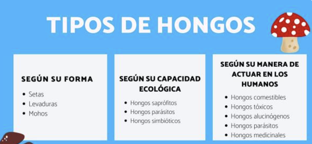 diferencia entre hongos