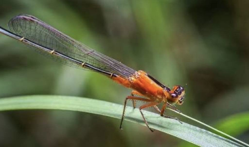 insectos ubud