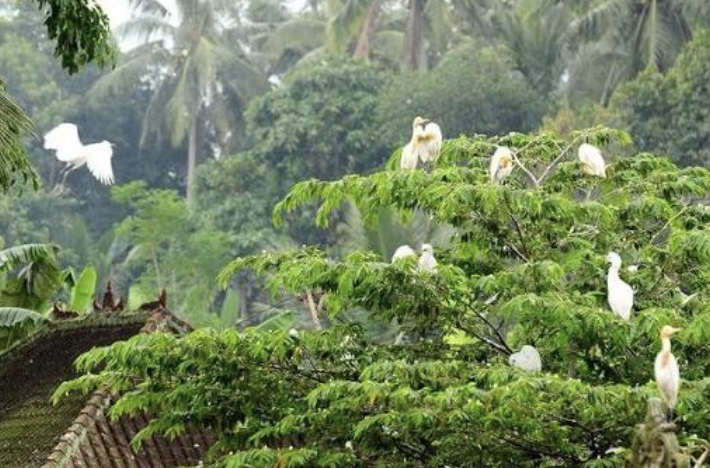 aves ubud 
