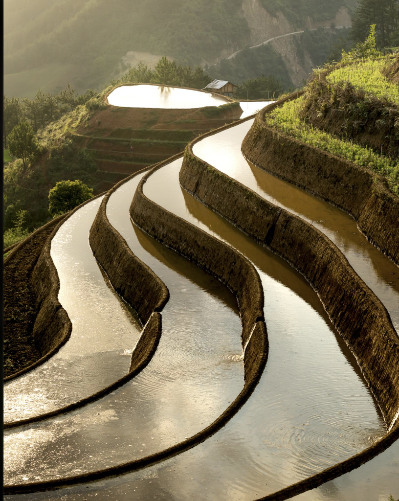 construcción terrazas de arroz