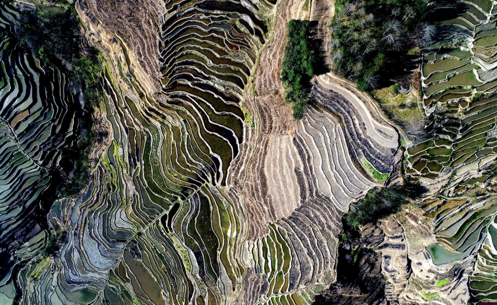 curvas terrazas de arroz