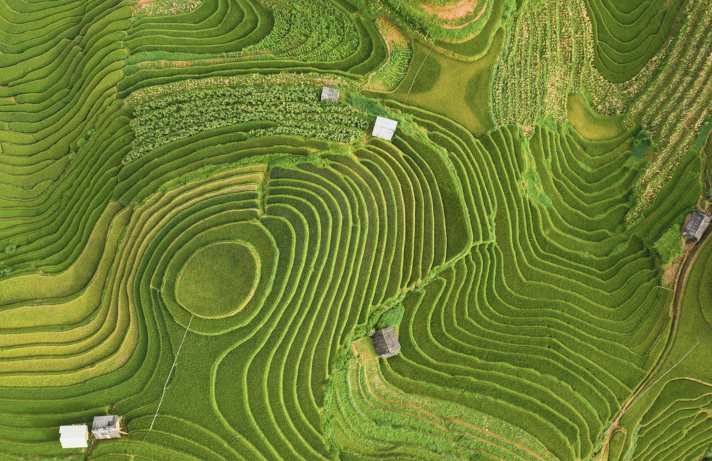 como se forma una terraza de arroz